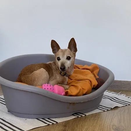 Igor شقة بولا